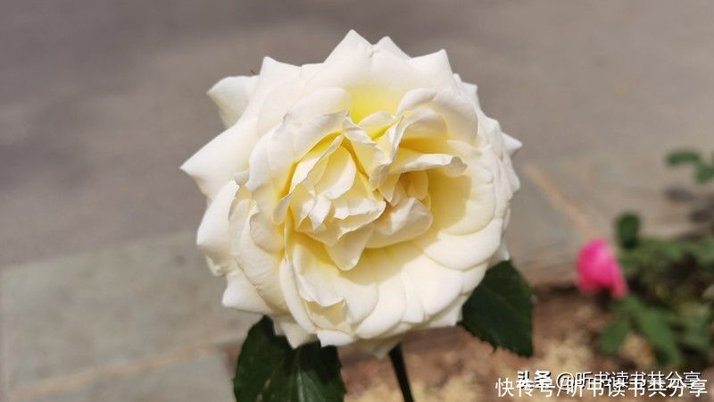 月季花|北京街头万千姿态的月季花，您最喜欢哪一种