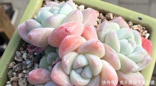 很漂亮的多肉却长得又瘦又高?我觉得你可能对它们做了这些事情