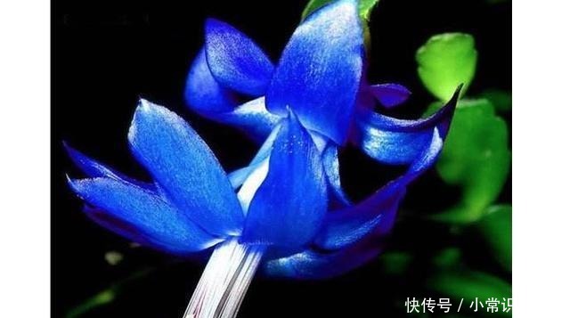 生活中常见的这5种花,看到“开蓝花的”,千万别买,都是骗人的!