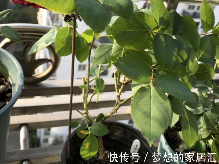 秋冬阶段,盆栽养花种草,植物休眠了,该怎么加强营养?