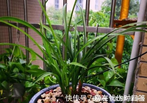 什么复合肥、淘米水,都不如1种东西,捡一些丢盆里,养啥花都旺