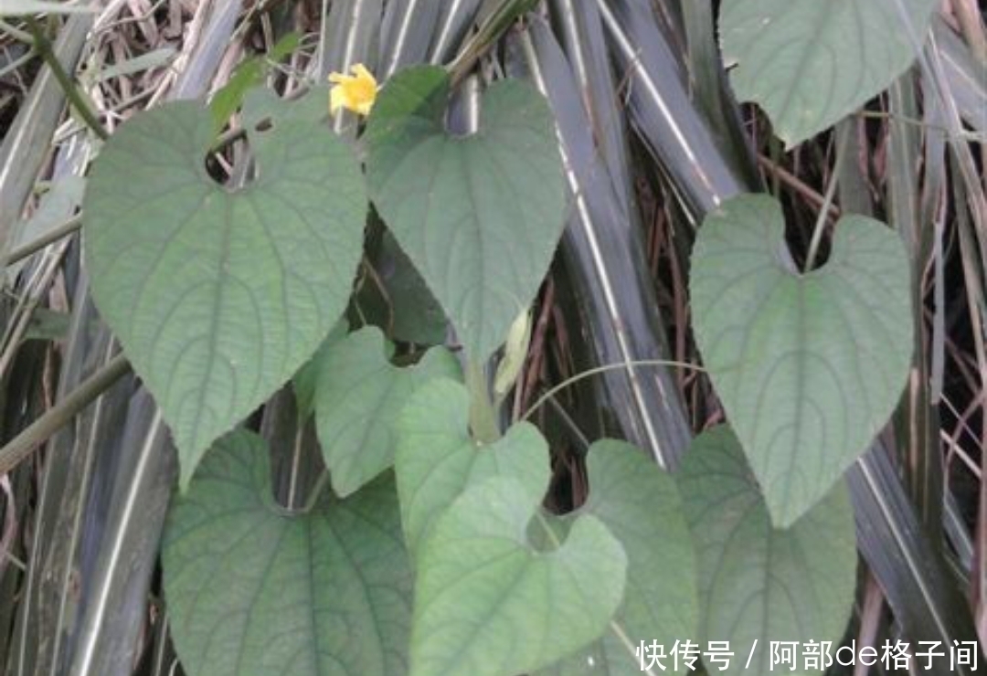 中华青牛胆|这野草,人称“砍不死”,却是治风湿关节的好药材,家中可常备