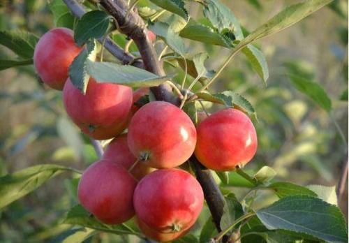 食物|女性40岁后，坚持多吃的食物，排毒养颜，提高免疫力，肌肤不老