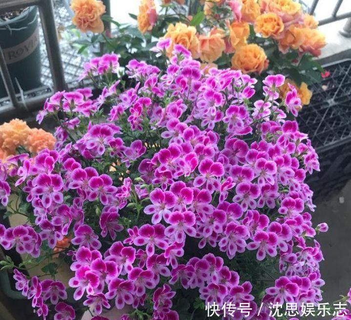 种花|家里养上4种花,开花一簇簇,花期长、花量大,家里变花园!