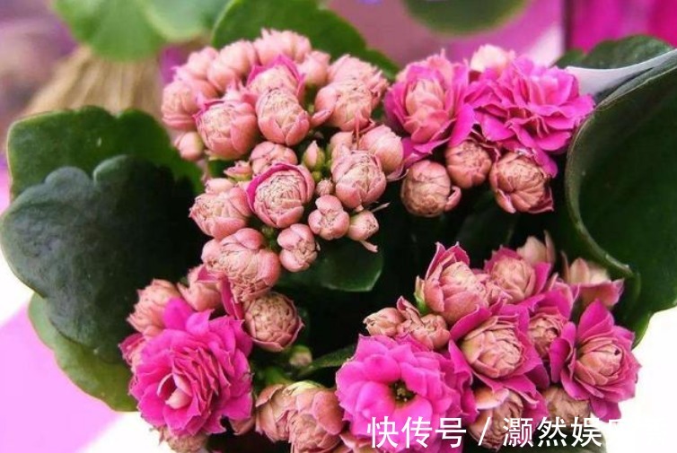 “3种花”不要随便送人,多养几盆在家,不仅旺宅还招财!