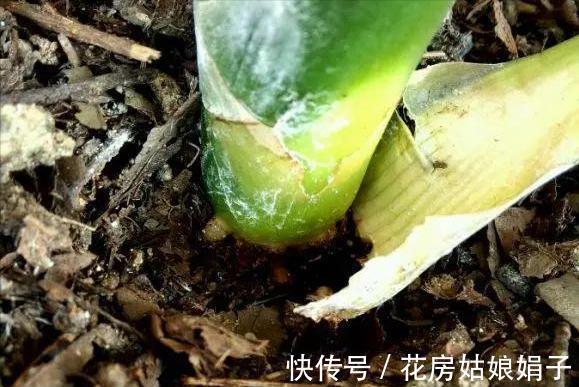 君子兰出现“根顶叶”现象,要及时发现,及时处理,否则危害大