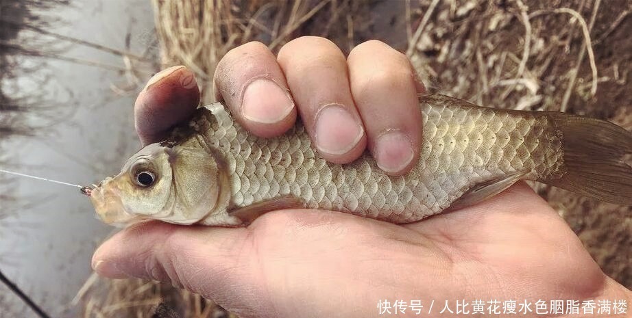 糖蒜|用蚯蚓钓鱼落伍了,教你用大蒜钓鱼,鱼获翻倍满载而归