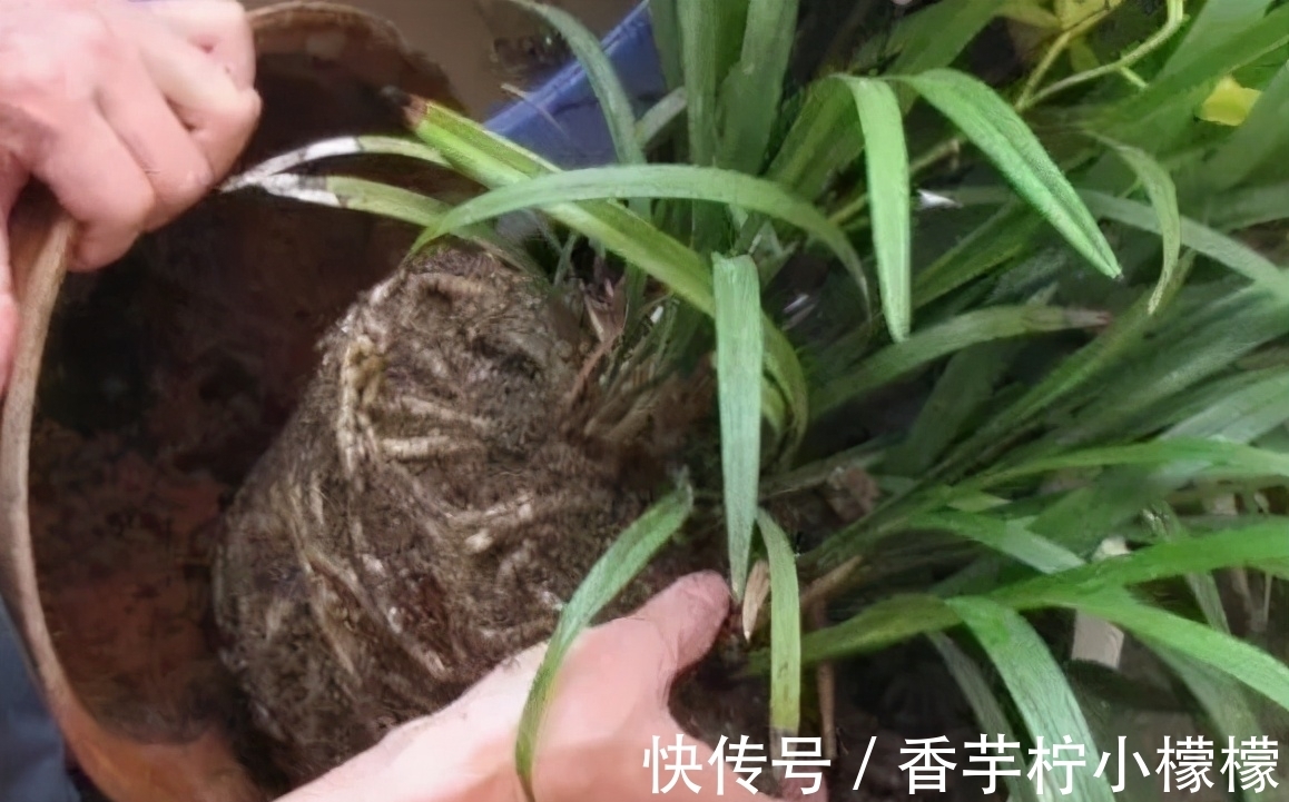 底肥|想换盆怕把花“换死”?教你一个“安全”的方法,换完快速生长