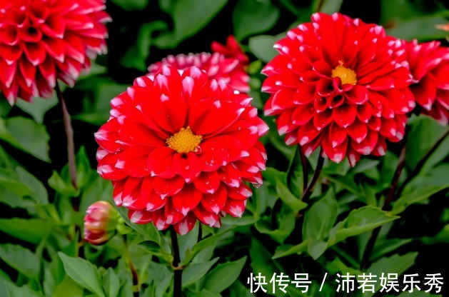 喜欢养护花卉,就选花色丰富多样,花期长的花卉养护!