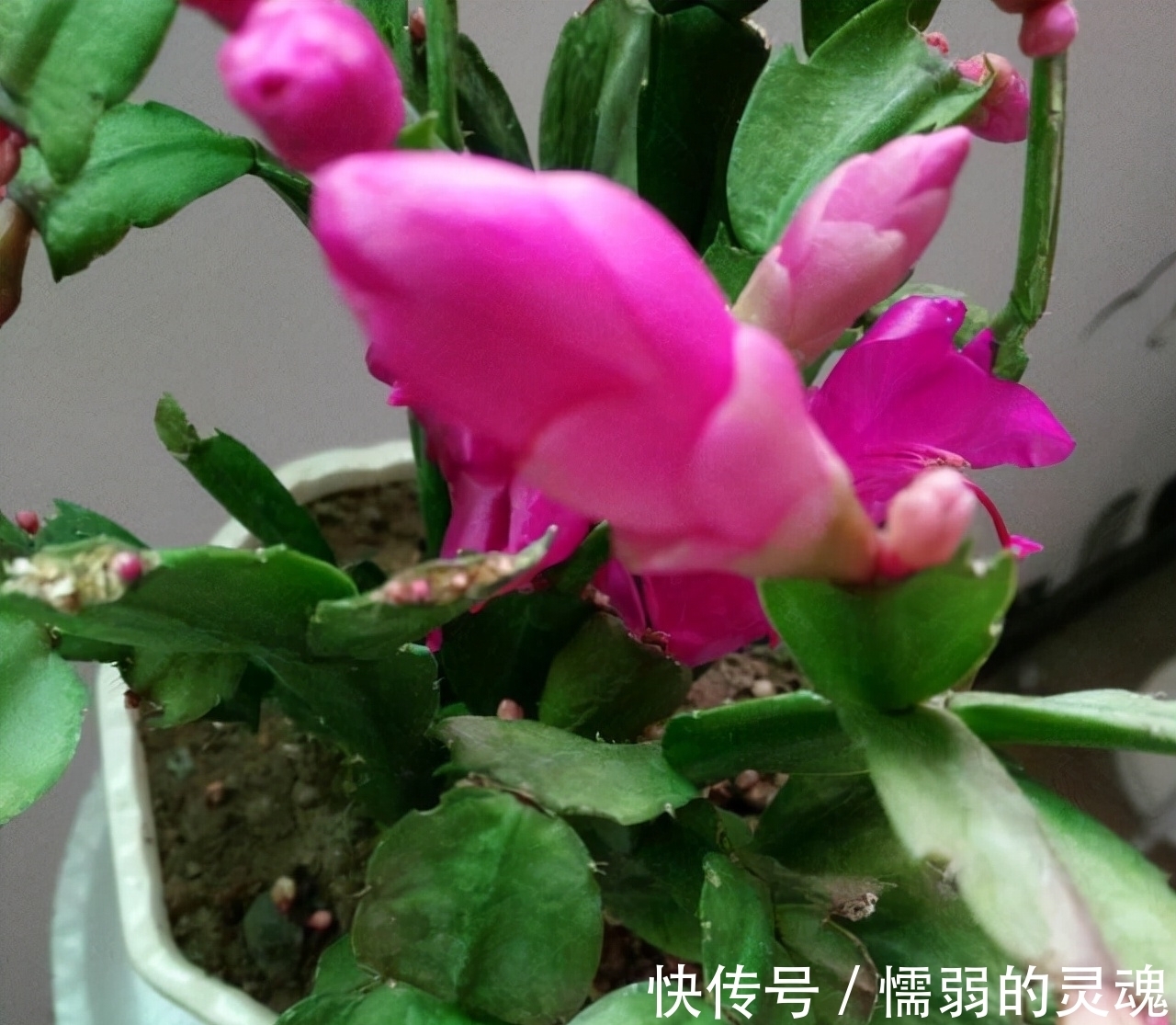 营养土|12月“扦插”3种花,明年春天就长花苞,超值