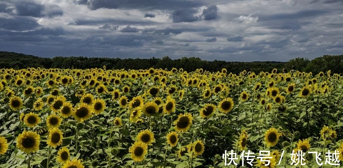 红鸾星动|未来9天，红鸾星动，情缘未了，3星座心心相印，牵手不负此生