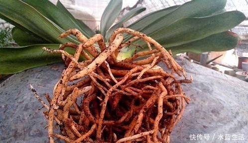 生根|用“土方法”制作的花肥，才是养花“万能肥”，养啥旺啥