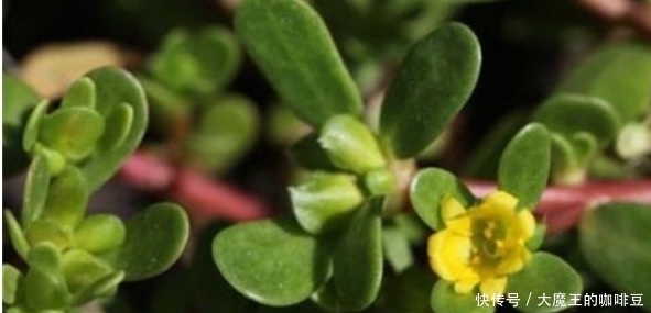 春季不可不食的6大野菜，改善膳食结构营养价值高，尝尝鲜足以！