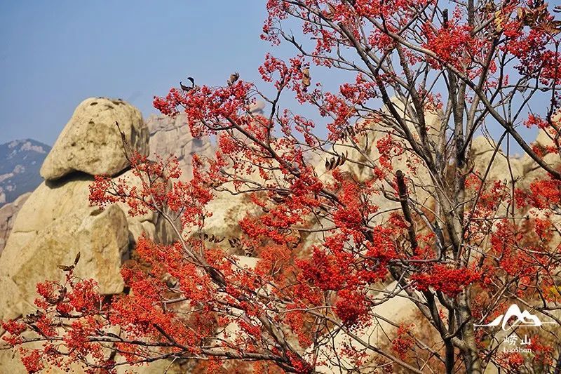 崂山风景区特约摄影|实况播报！绝美赏秋图鉴，醉入崂山秋色里