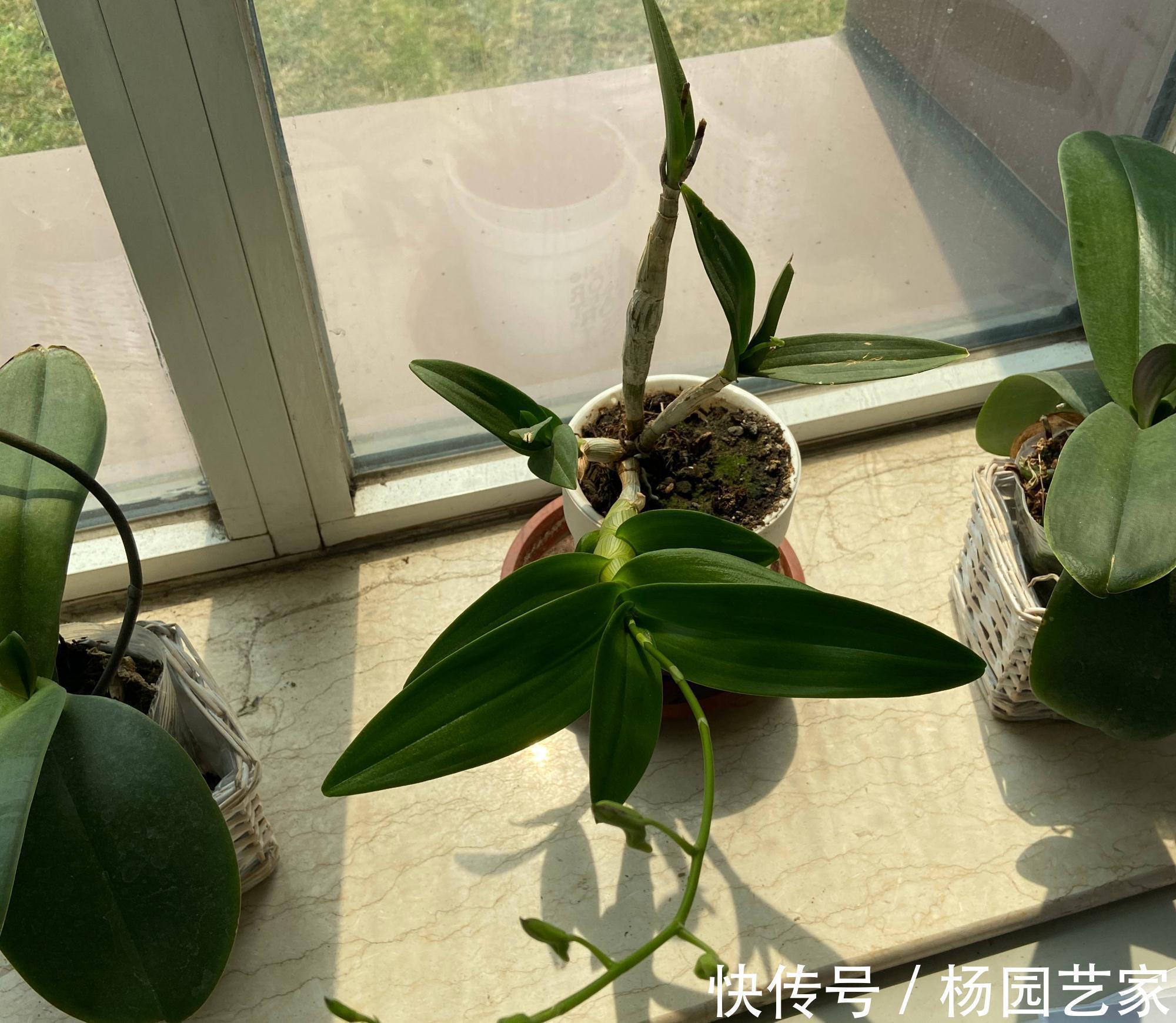 阳台上|可以养卫生间的3种花,叶油绿花漂亮,吸湿气去异味,长势好