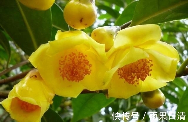 这种花卉,被誉为“植物黄金”,香气浓郁,晒干后可泡茶煮汤