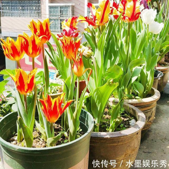 三楼|三楼奶奶不让我在一楼种花,事情解决了,出乎意料的让人难受