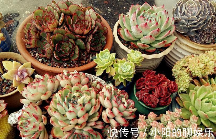 多肉侧芽少怎么办？试试这3种方法，操作简单，爆头效果好