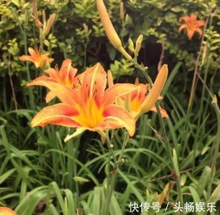 这几种路边常见的野花，小巧惹人喜爱，不用管就长成小花球