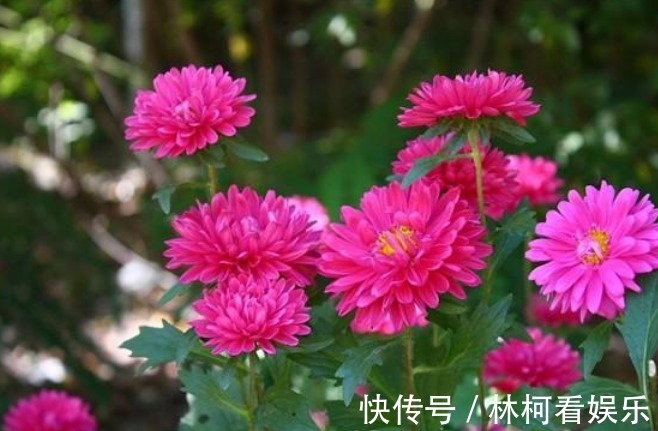 仕途|花期时间比较长的4种花,寓意“仕途长长久久”,很多人已经在养
