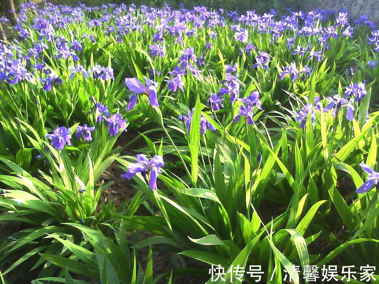 花裙子|此花被法国人视为国花，花枝招展，非常迷人，象征着一颗优雅的心