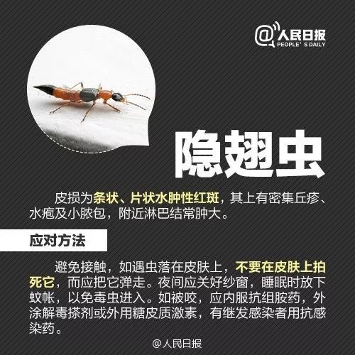 恙虫|江西男子被它叮了一下，紧急抢救