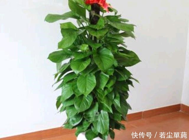 绿萝“喝点”葡萄酒,叶片巴掌大,枝条爬满墙,垂下来当瀑布