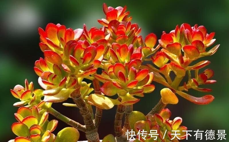 姬红花月叶色红艳,株型低矮,观赏性比绿玉树更胜一筹