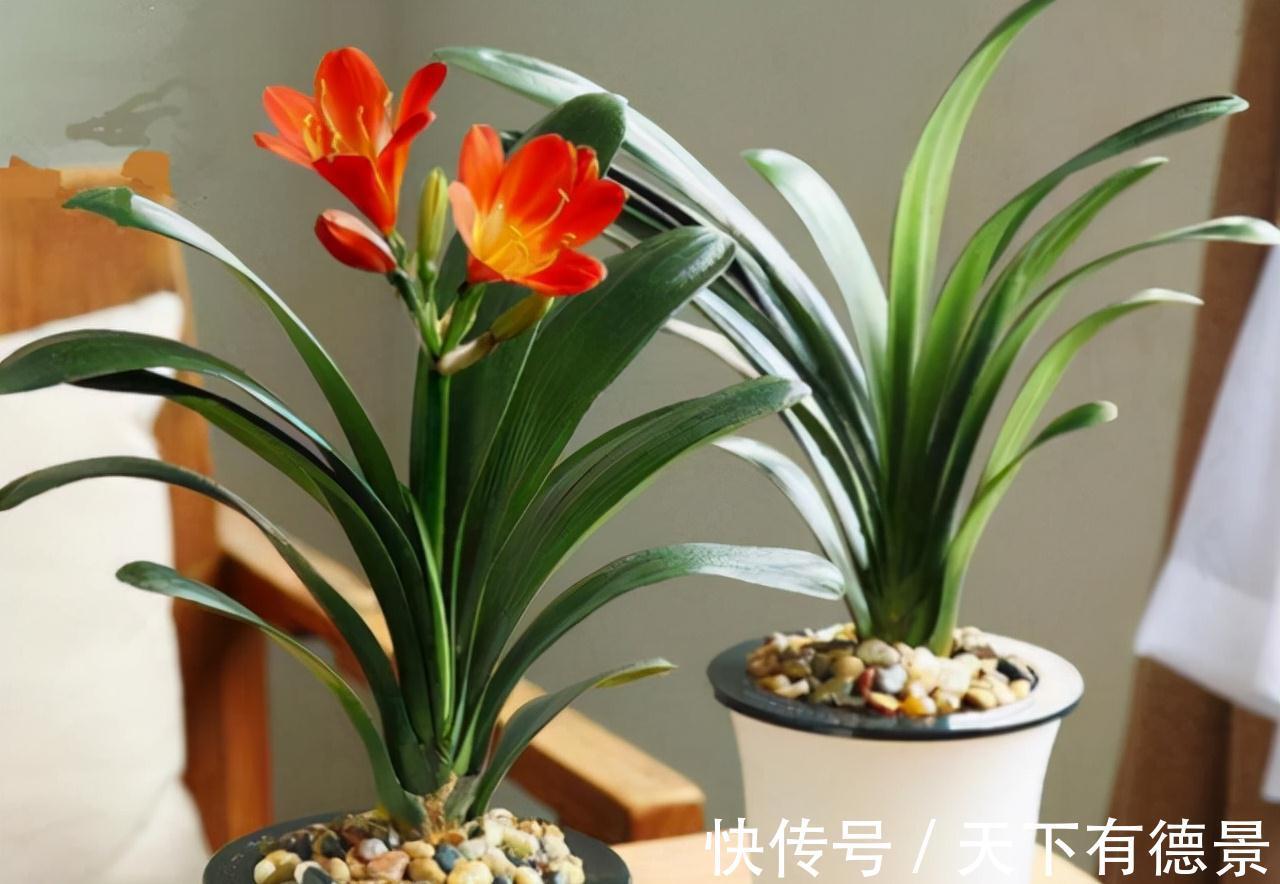 想要“养好”君子兰,建议改掉“3个坏习惯”,做对2件事