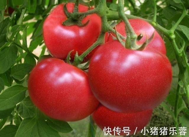 散结节|常吃西红柿会伤甲状腺，医生提醒，不想结节滞留，要少碰2种蔬菜
