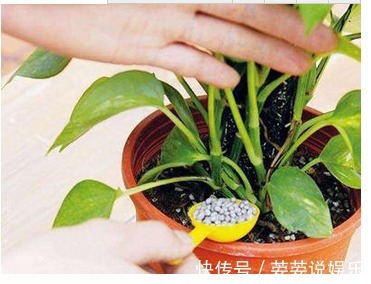 疯长|家里花卉盆栽做好这几种养护,很快叶绿疯长,开花到爆盆满屋飘香