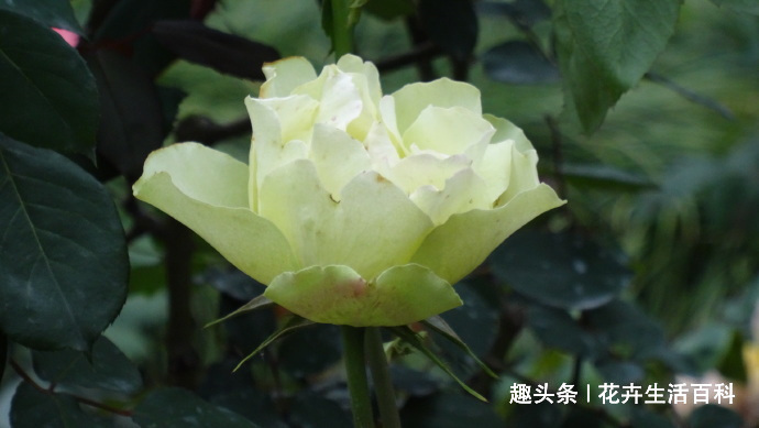 喜欢菊花，不如养盆“精品玫瑰”绿云玫瑰，宛如碧玉，实属珍品！