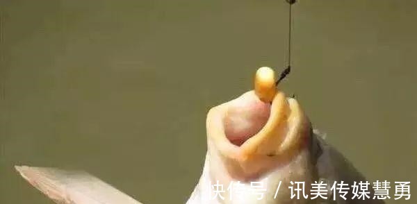 秘诀|玉米钓鱼有秘诀？看别人用就能上钓大鱼，为何你至今一条没钓到