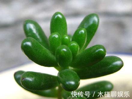 玉米石|一花一世界,一叶一菩提——奇花异草玉米石,玉米石长白山天池