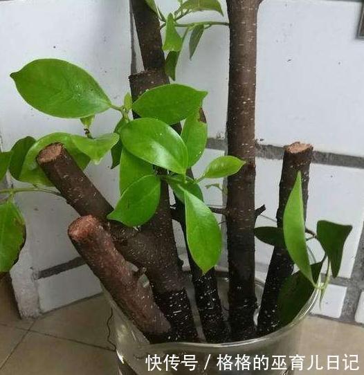 扦插植物不生根,教你6招小技巧,生根快,成活率倍增