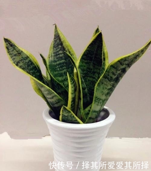 冬天要特别注意的花,一不小心就冻坏了!