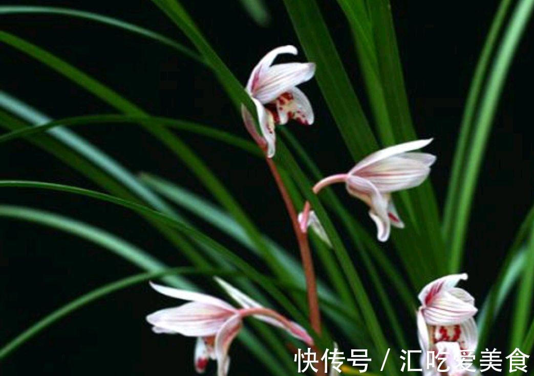 北方养兰,太难,这些技巧一定重视