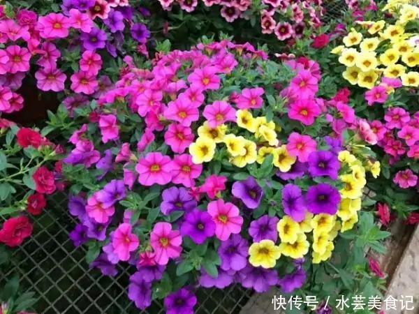 盛宴|家里放这8种花,简直是视觉的盛宴,带给你的感受也是不一般