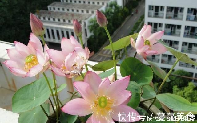 下雨天，这3种花别着急搬回家，喝点“雨水”长得快，越淋越壮实