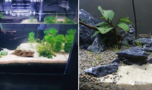 鱼缸底砂多久换一次 鱼缸底砂多久换一次