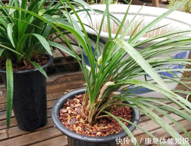 给兰花浇水，学会观“局势”，才能避免出错，不然容易死翘翘！