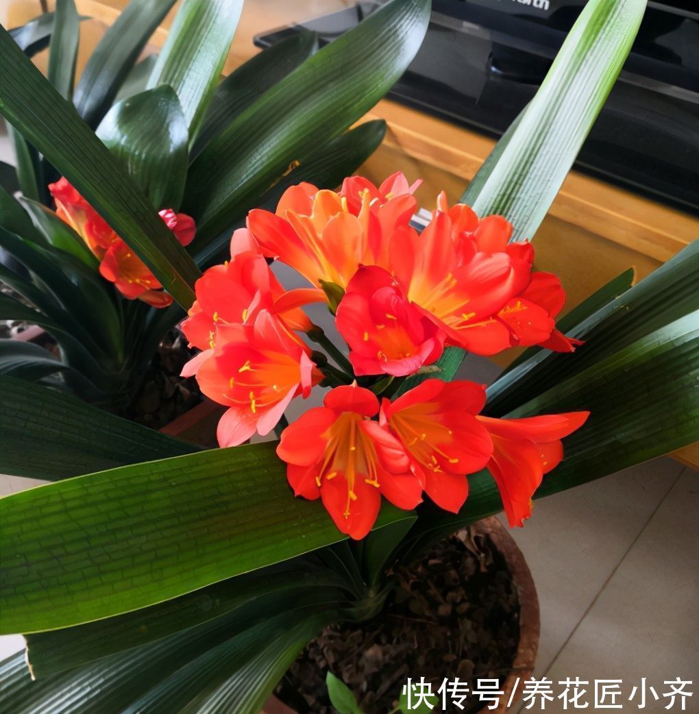 磷酸二氢钾|君子兰叶片油绿不开花，其中有3个“关键”，做错一个都不会开花