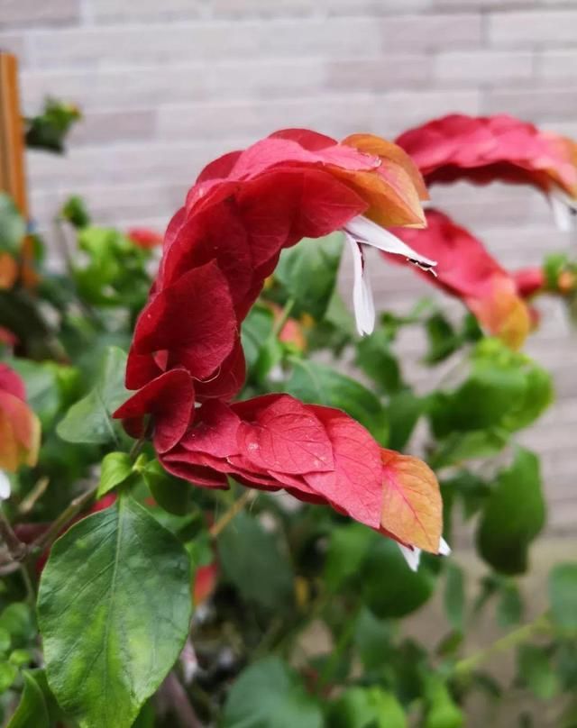 10种过年养的花，花市找不到，谁见了都稀罕