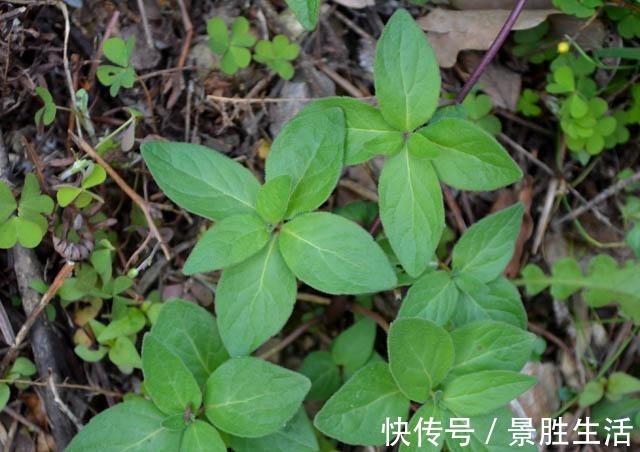 江西民间草药|人称“山胡萝卜”,能补虚安神抗肿瘤,若有幸遇见,请引起重视