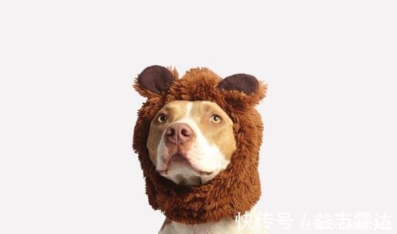 服药|如何顺利给宠物狗喂口服药,掌握正确口服喂养技巧,狗狗不会抵抗