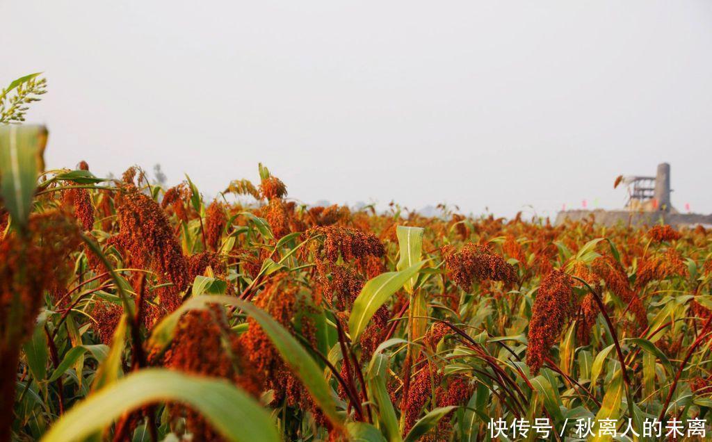 光瓶酒市场大洗牌,白酒新贵驴踢马,或成牛栏山最强对手