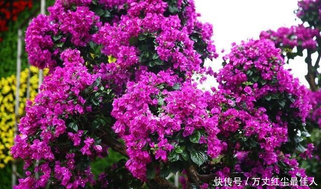 这1种花树,越养越“贵”,养上几年就成老桩树,上千都不卖