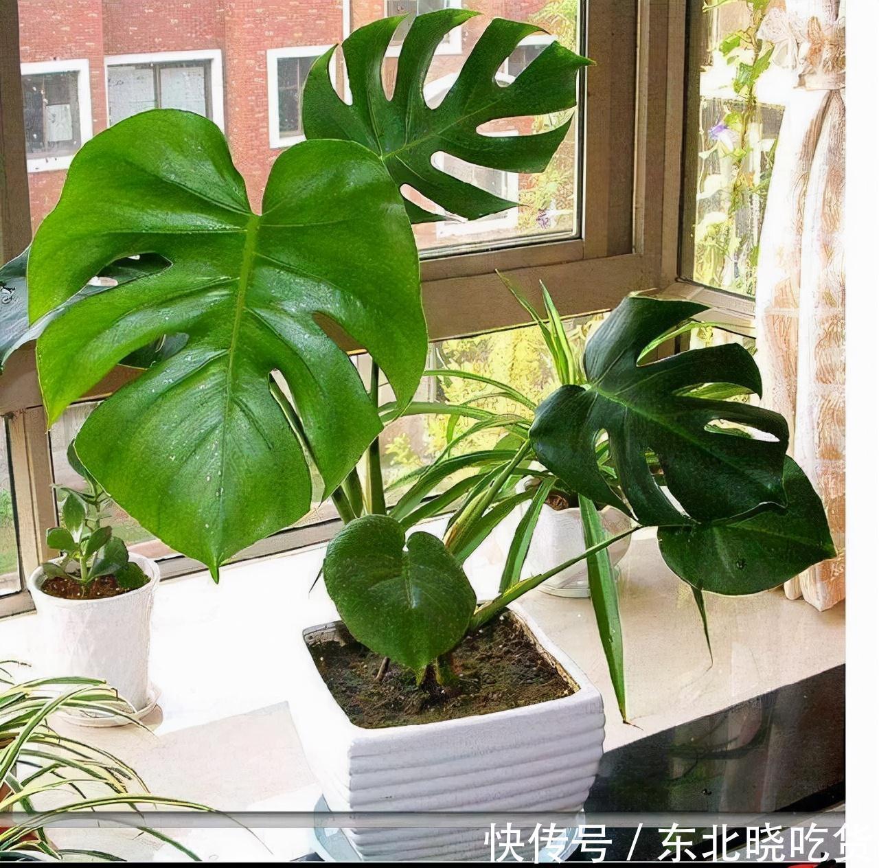 人养花,花亦养人,能促进“睡眠”的9种花,卧室再小也要养