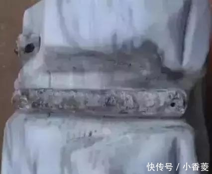  虫子|2亿年前的五条虫子 与大树一起变成了玉石！