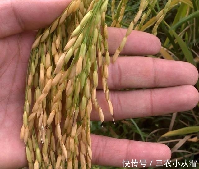 公开|钓鱼之鲫鱼三部曲2, 野钓鲫鱼注意事项, 鲫鱼窝料制作公开